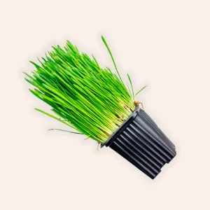 Cat Grass