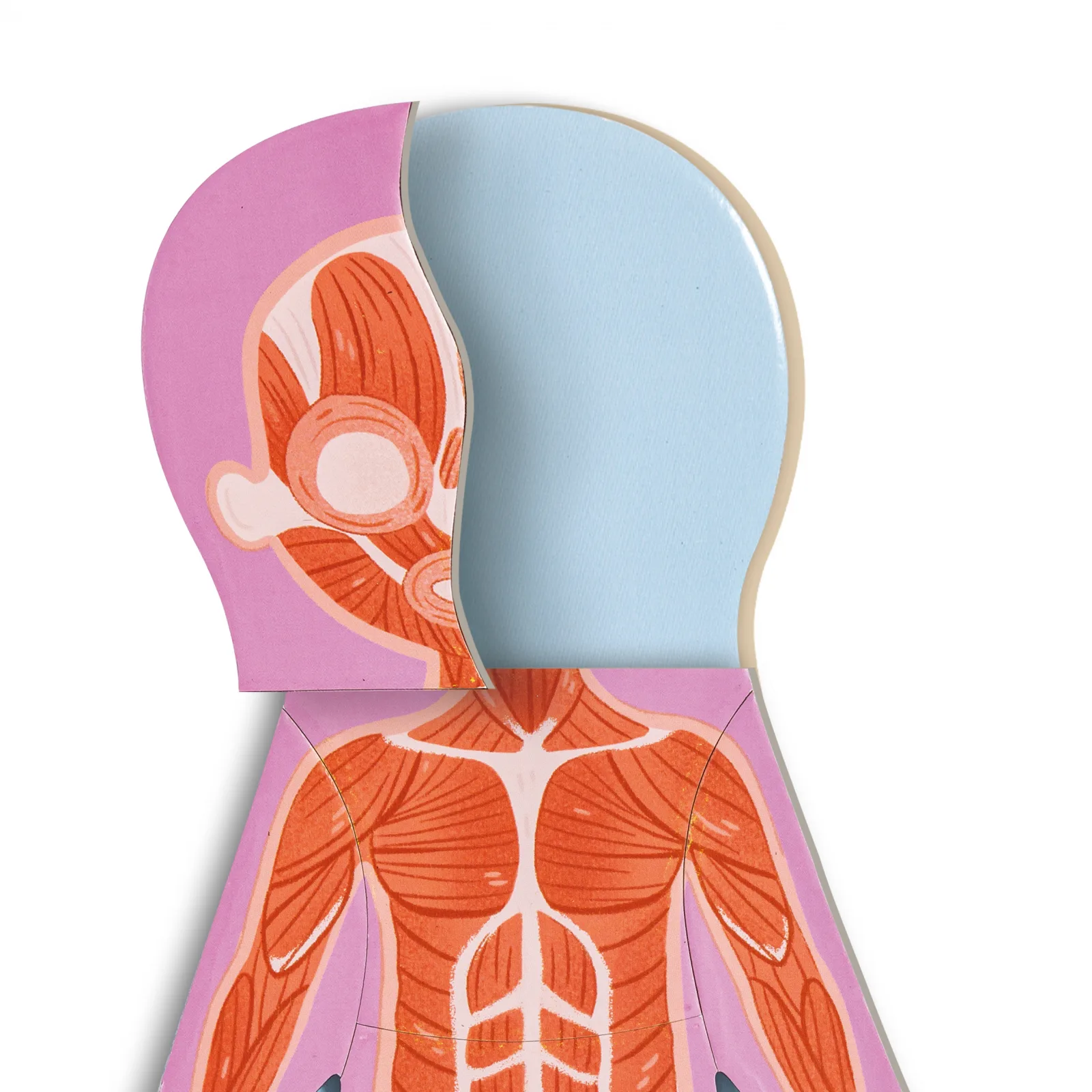 Образователен магнитен пъзел, Hape, човешко тяло, 68 части - Image 4