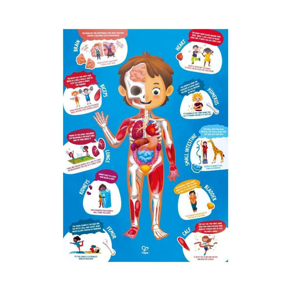 Дървен пъзел, Hape, Човешко тяло, 60 части - Image 3