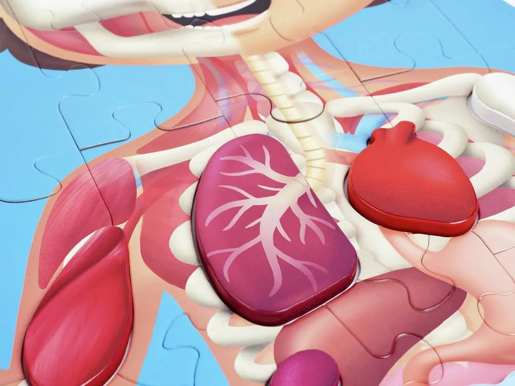 Дървен пъзел, Hape, Човешко тяло, 60 части - Image 8